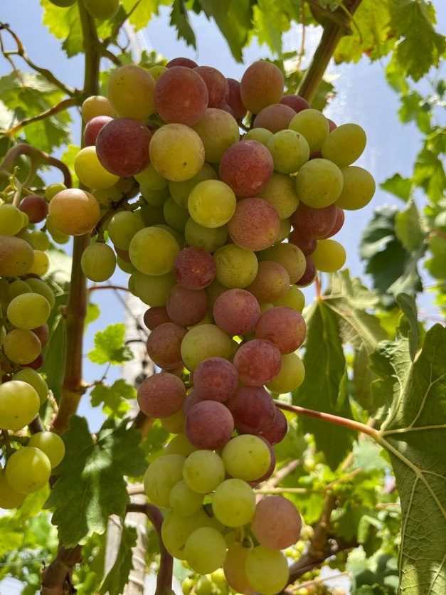 Los Sorprendentes Beneficios de la Uva para la Salud: Una Joya Nutricional