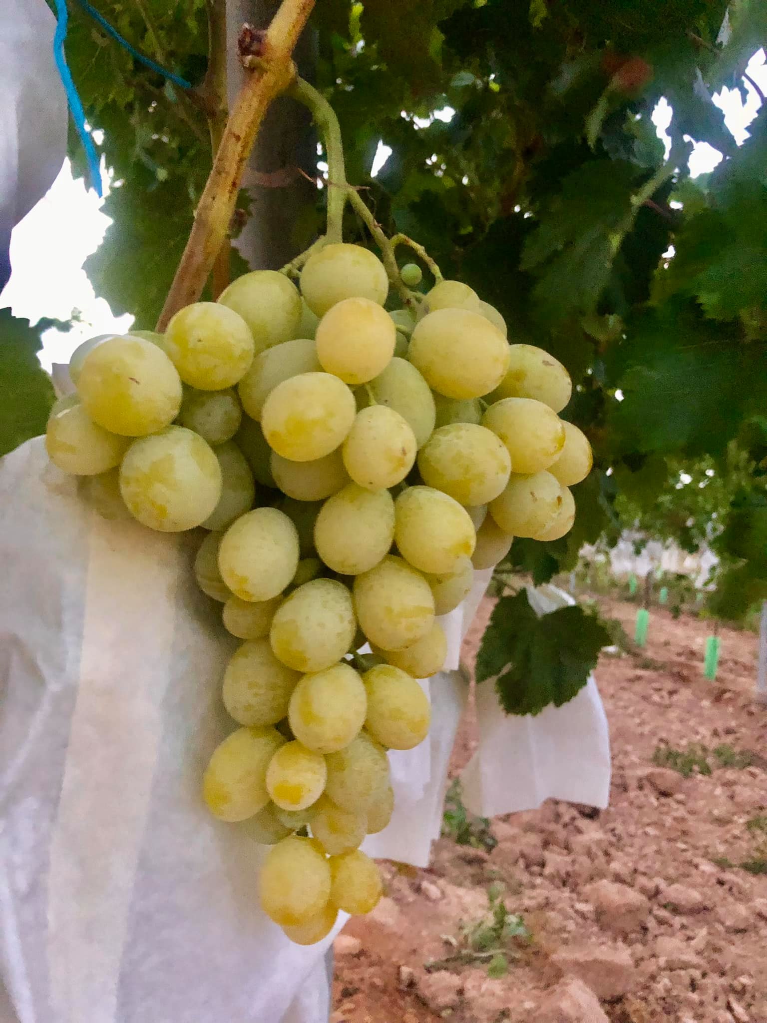 Racimo de uva de la variedad Doña Maria