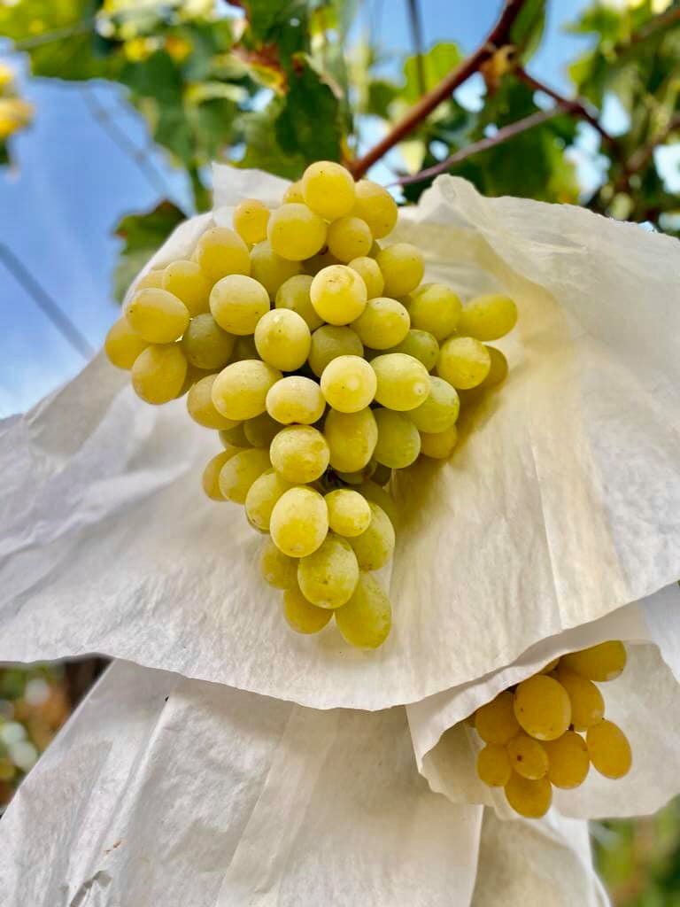 Racimo de uva de la variedad Doña Maria