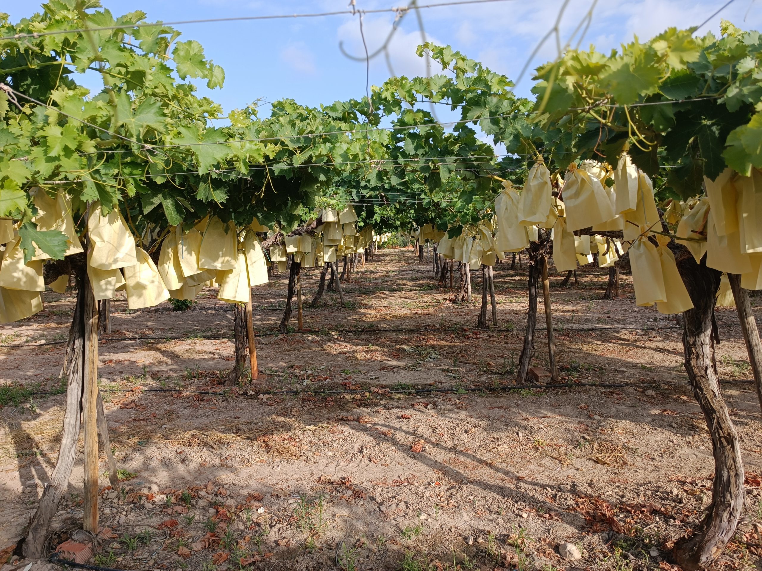 Campo de vid con parras llenas de uva embolsada