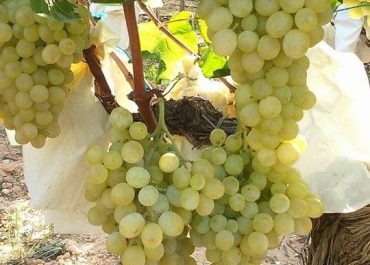 🌿 Arranca la campaña de la Uva de Mesa Embolsada del Vinalopó 🍇