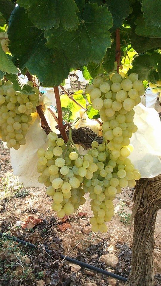 🌿 Arranca la campaña de la Uva de Mesa Embolsada del Vinalopó 🍇