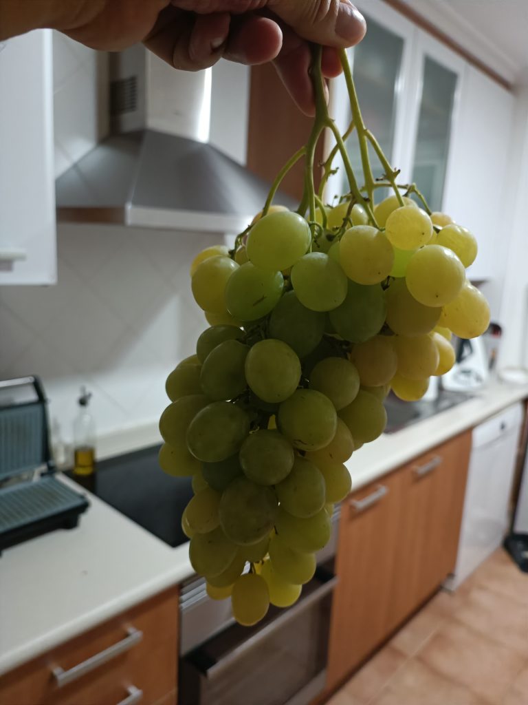Espectaculares uvas que parecen golosinas en casa