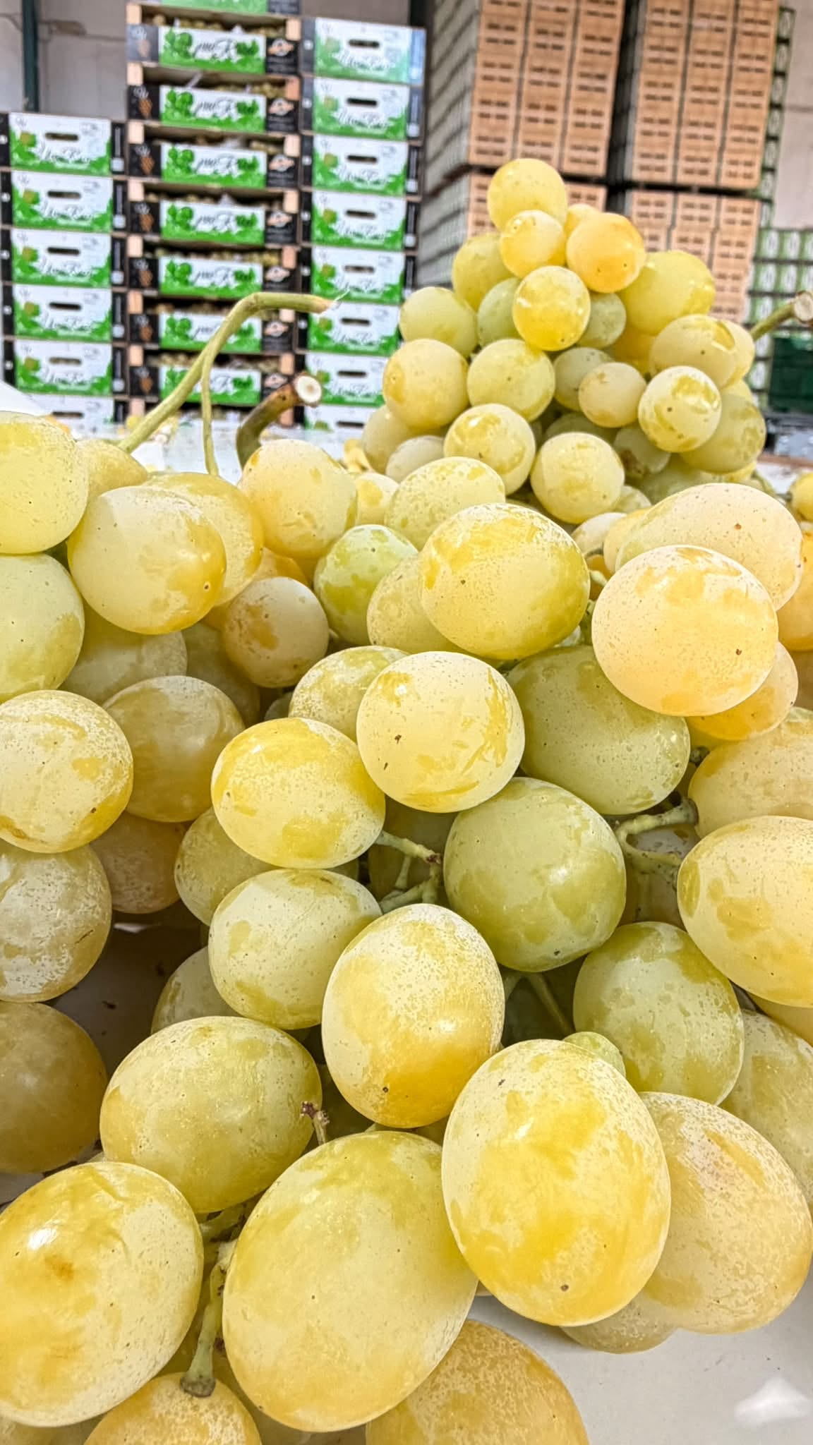 Arranca la campaña 2026 de la Uva de Mesa Embolsada del Vinalopó con buenas perspectivas de calidad